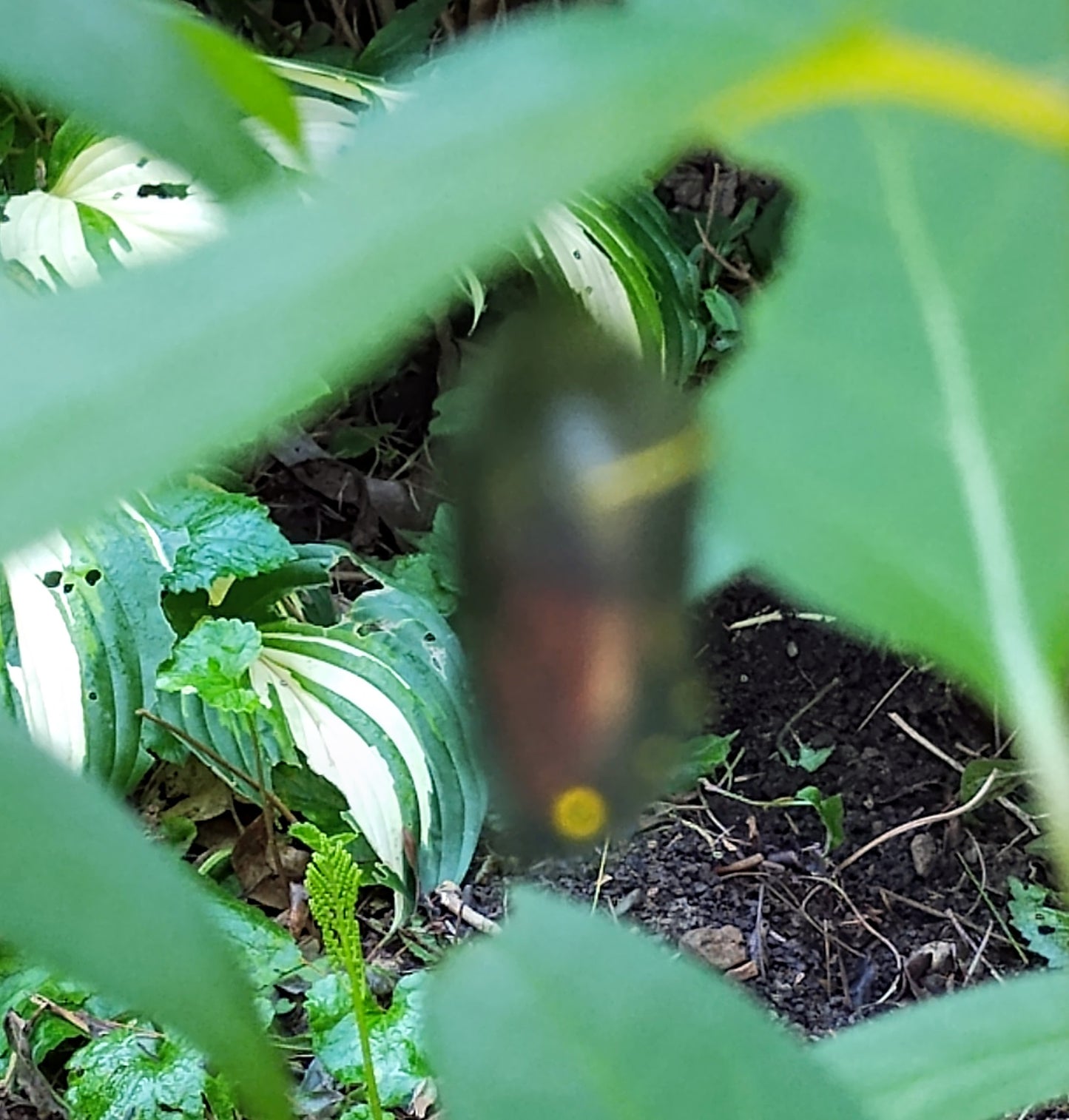 Stage III (Butterfly Chrysalis)