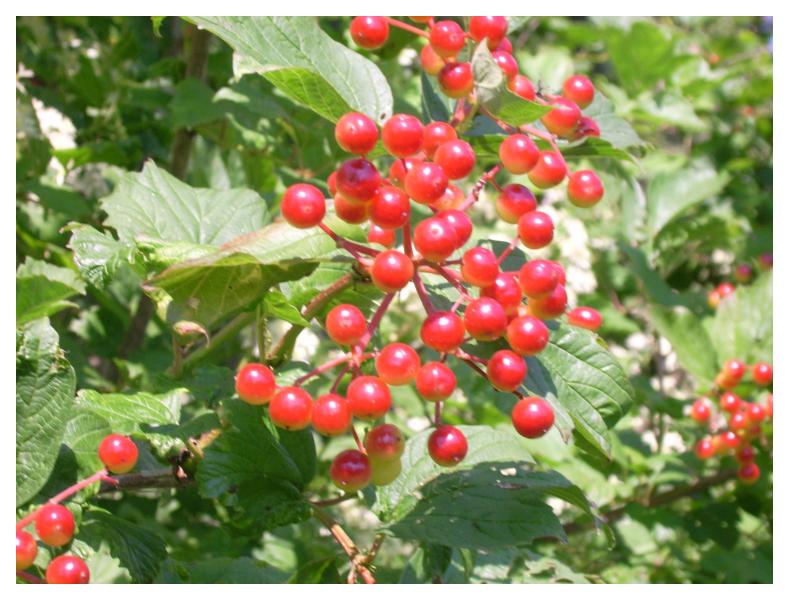 American Cranberry bush - Viburnum trilobum (ready June 2025)