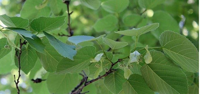 Basswood / Linden -Tilia americana "Bee Tree"