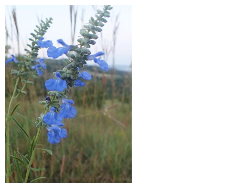 Blue Sage - Salvia azurea