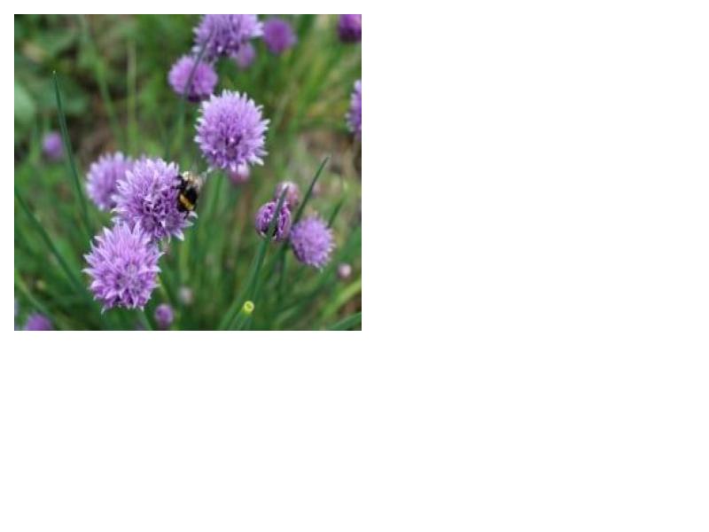 Chives (Allium schoenoprasum)
