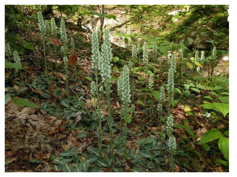 Downy Rattlesnake Plantain (Goodyera pubescens)