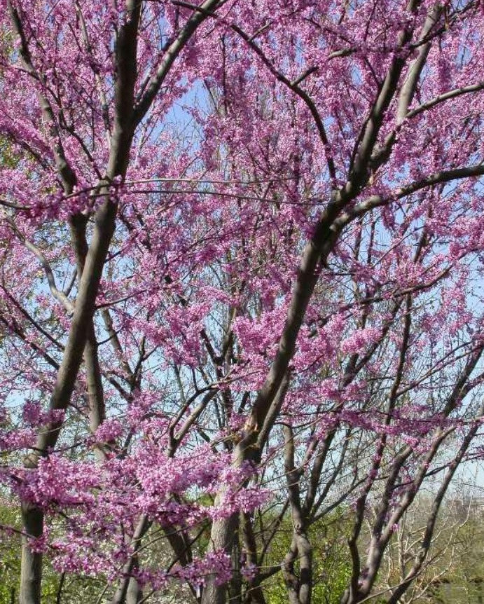 Eastern Red Bud Tree -Cercis Canadensis