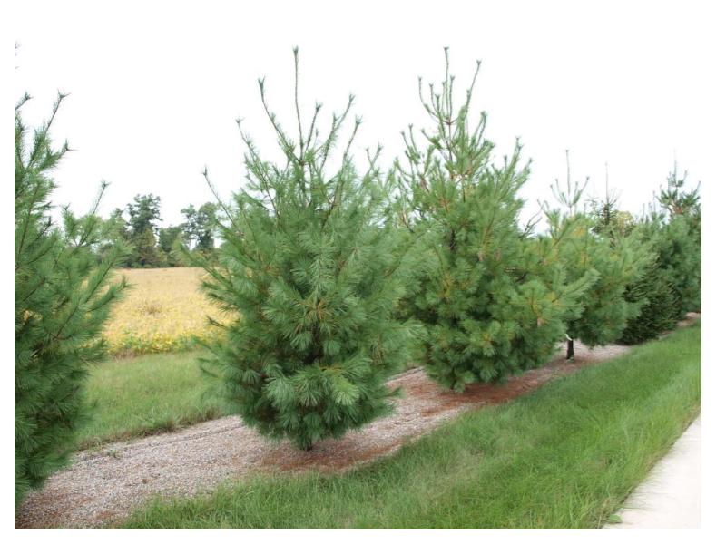 Eastern White Pine Tree (Pinus strobus)