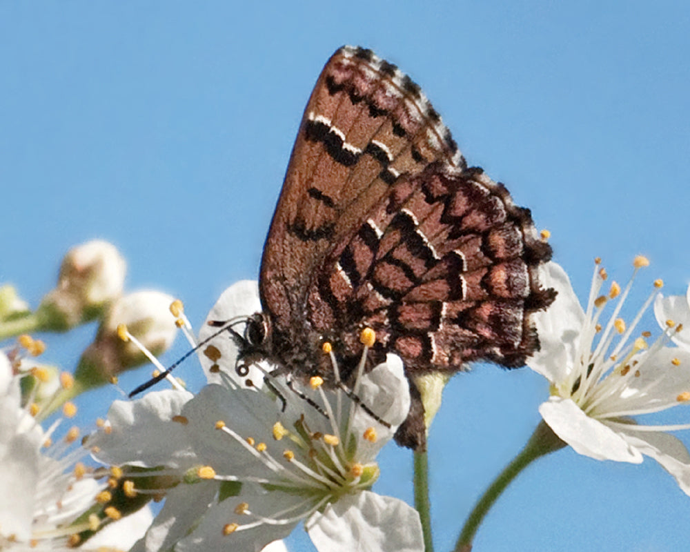 Butterfly Gardens
