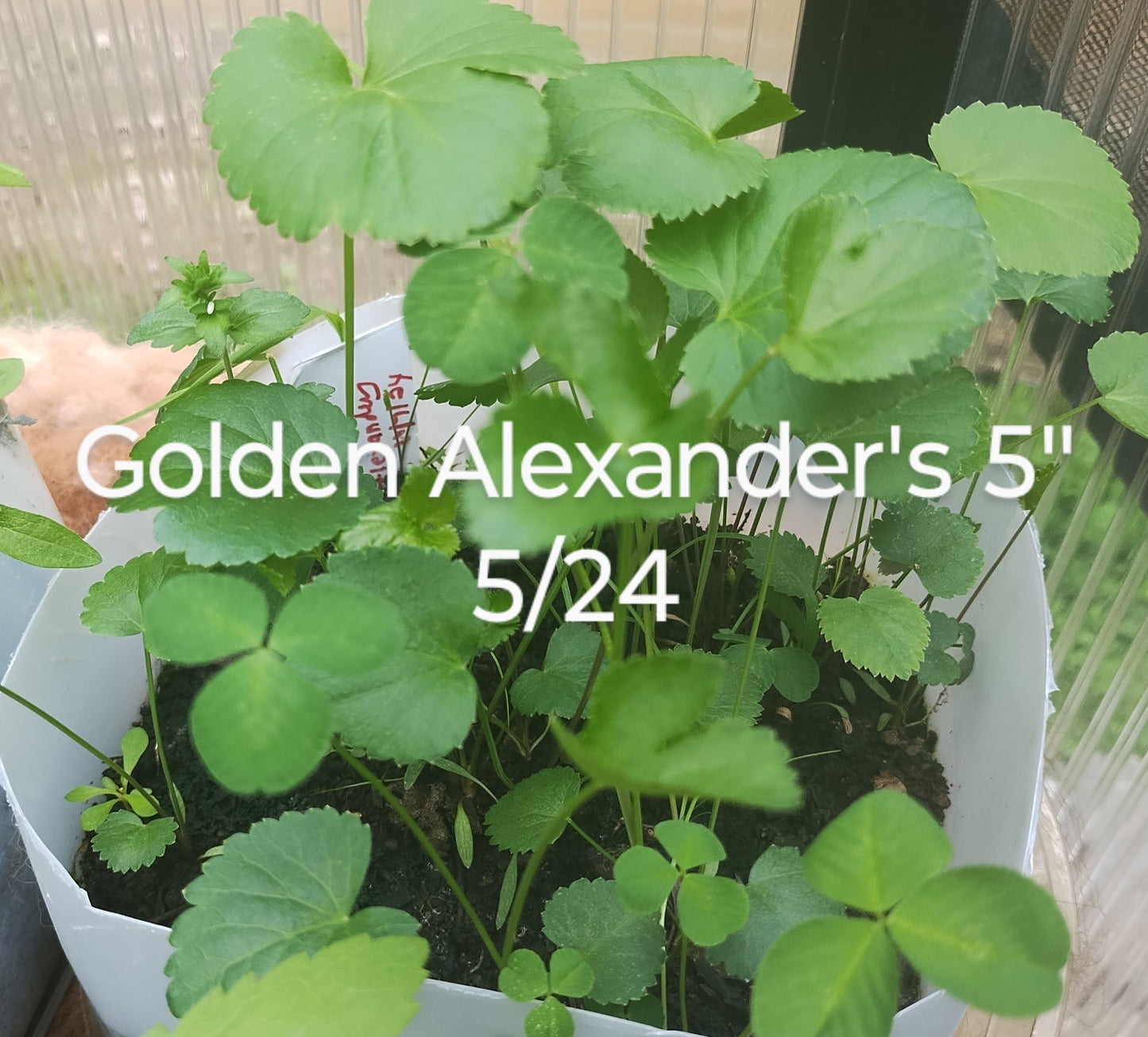 Golden Alexander - Zizia aurea
