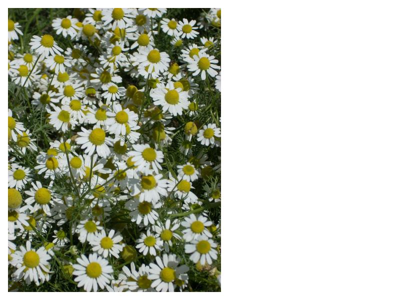 Chamomile German - (Matricaria chamomilla)