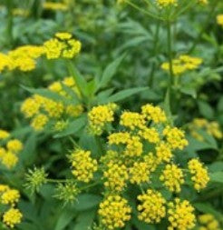 Golden Alexander - Zizia aurea