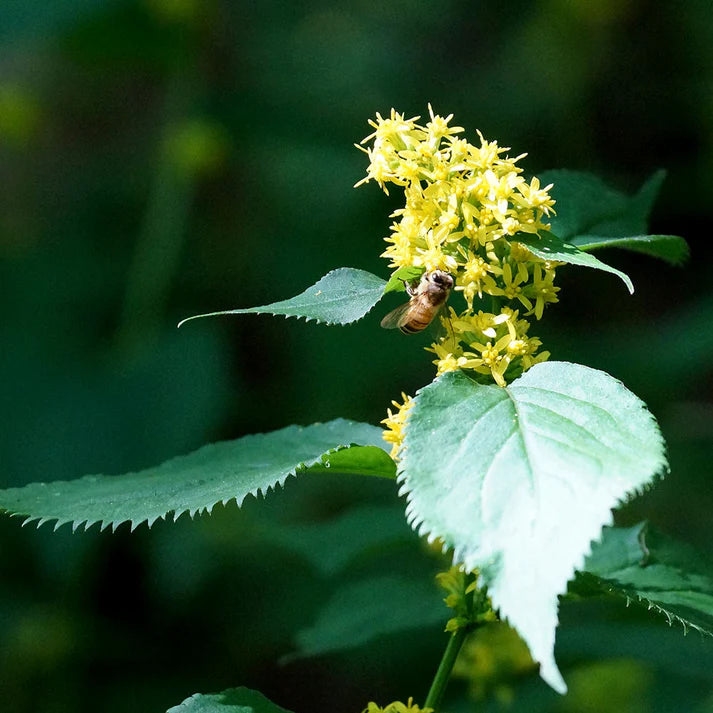 Zig-zag Goldenrod (Solidago flexicaulis)