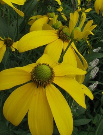 Green headed Coneflower- Rudbeckia laciniata New for 2026
