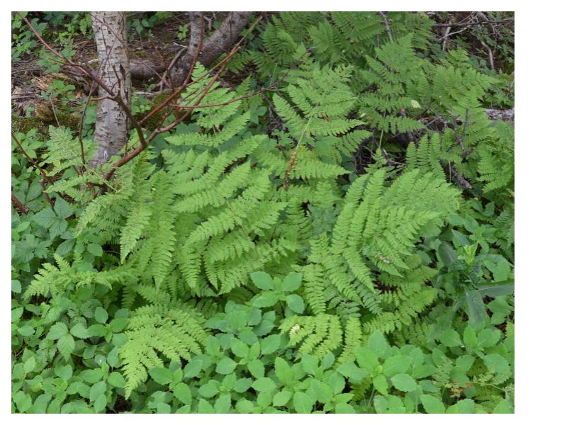 Evergreen Wood-Fern / Intermediate Wood Fern (Dryopteris intermedia)