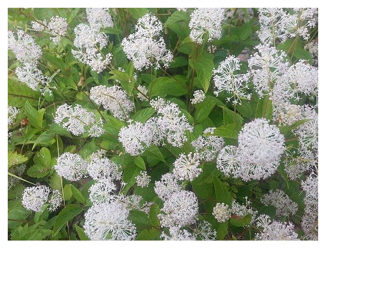 New Jersey Tea-Ceanothus americanus Spring 2026