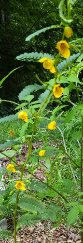 Partridge Pea - Chamaecrista fasciculata