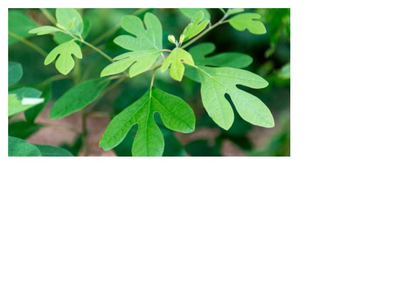 Sassafras (Sassafras albidum) Fall 2025