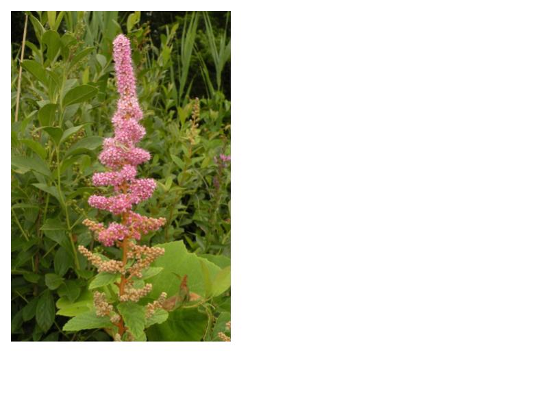Steeplebush/ Rosy Meadowsweet (Spiraea tomentosa)