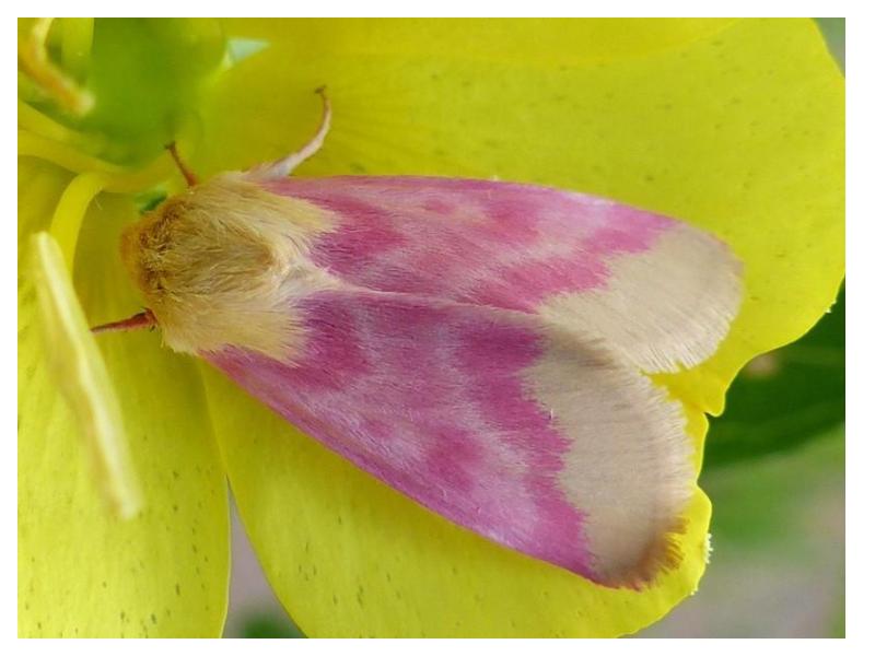 Evening Primrose - Oenothera biennis