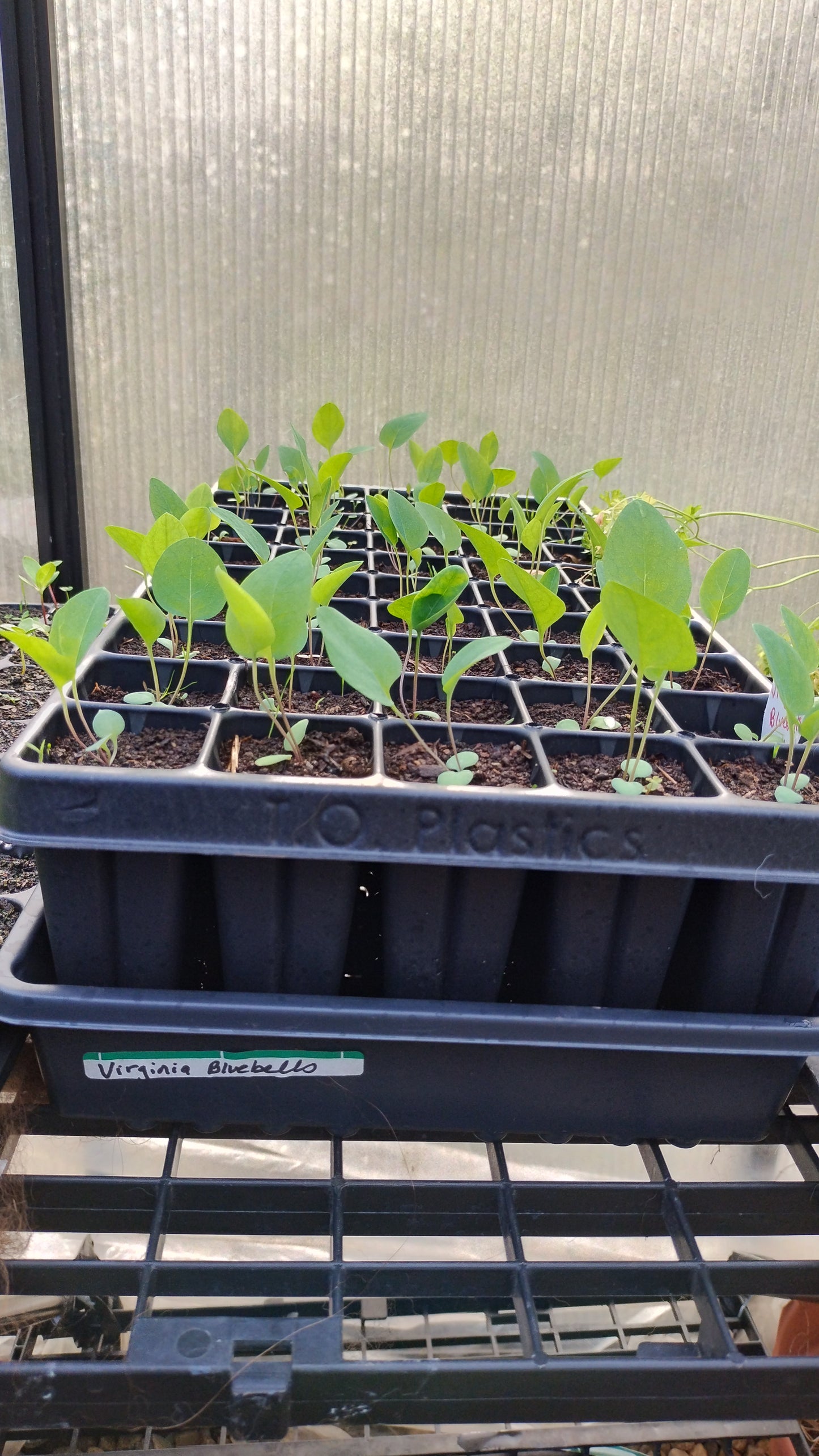 Virginia Blue Bells - Mertensia virginica Ready 5/10/25