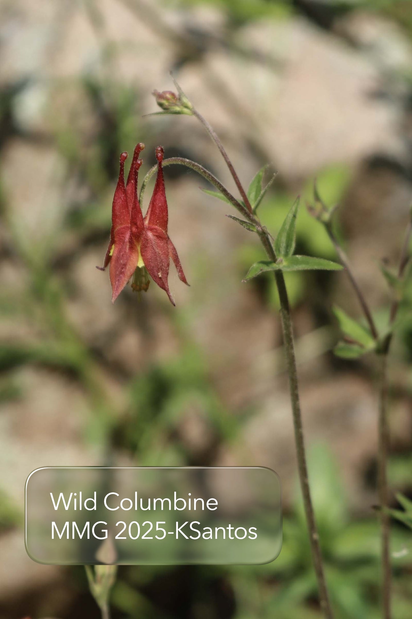 Red Wild Columbine - Aquilegia canadensis