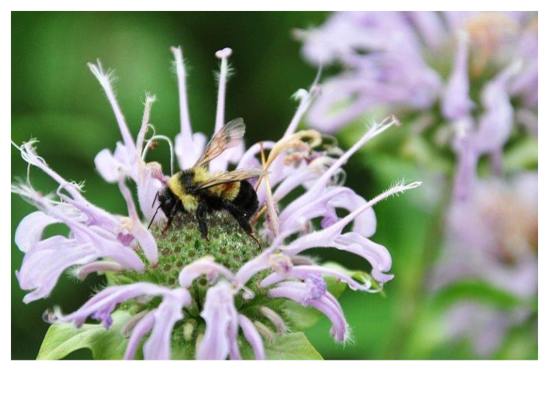 Wild Bergamot- Monarda fistulosa