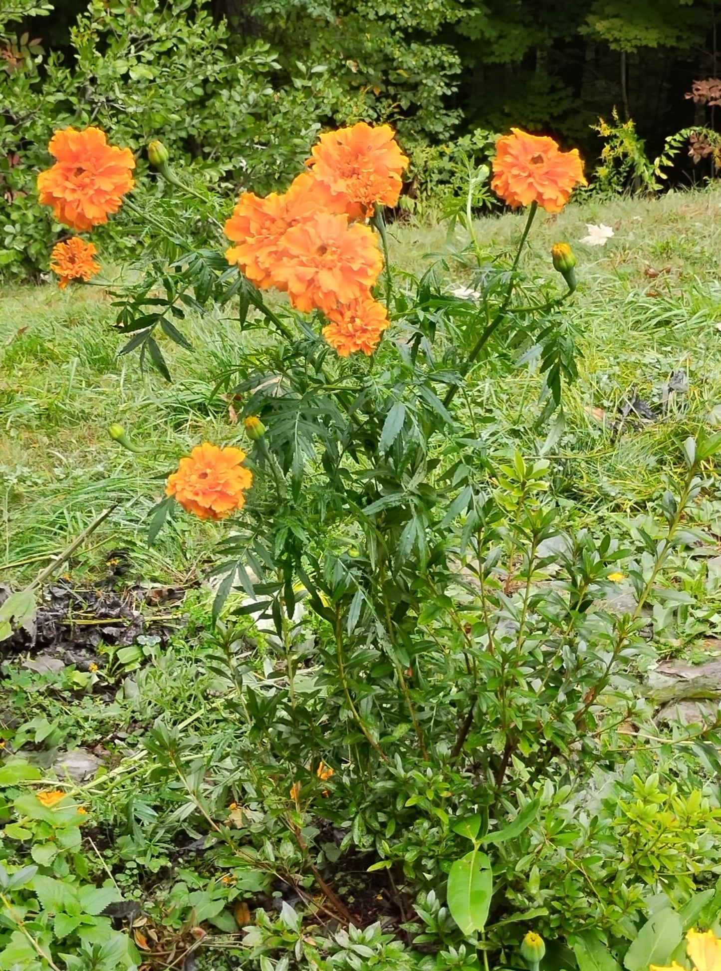 Marigolds - Bee Celebration (short) & African (Tall)