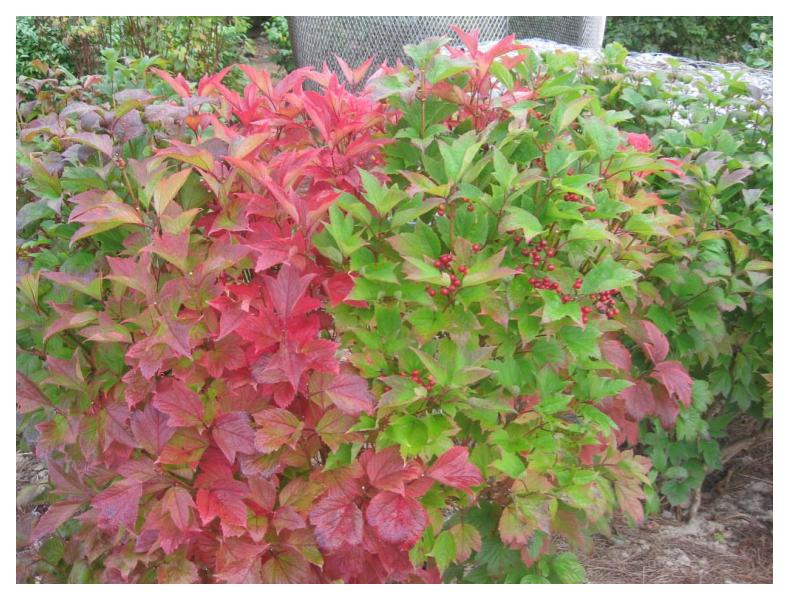 American Cranberry bush - Viburnum trilobum (ready June 2025)