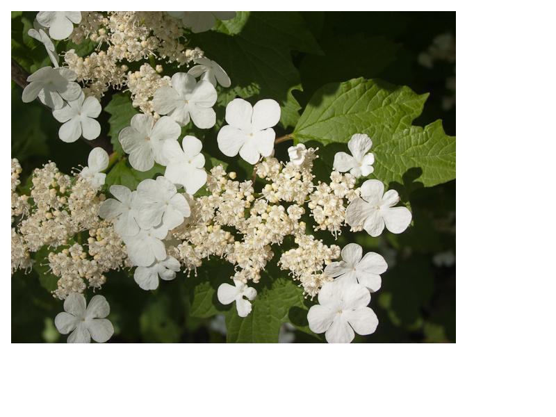 American Cranberry bush - Viburnum trilobum (ready June 2025)