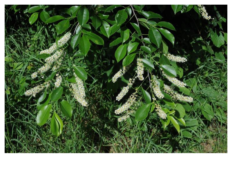 Black Cherry (Prunus serotina)