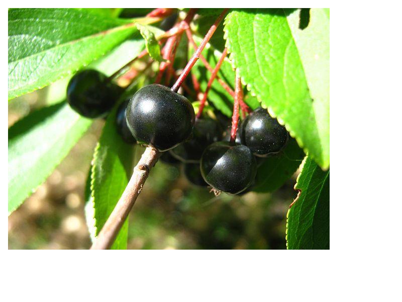 Black Chokeberry (Aronia melanocarpa) Fall 2025
