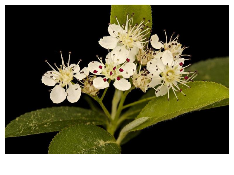 Black Chokeberry (Aronia melanocarpa) Fall 2025