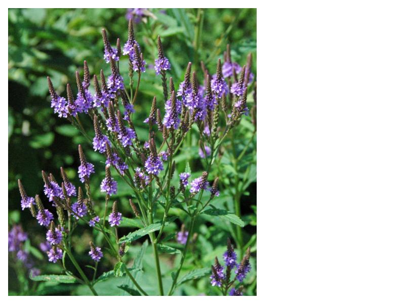 Blue Vervain - Verbena hastata