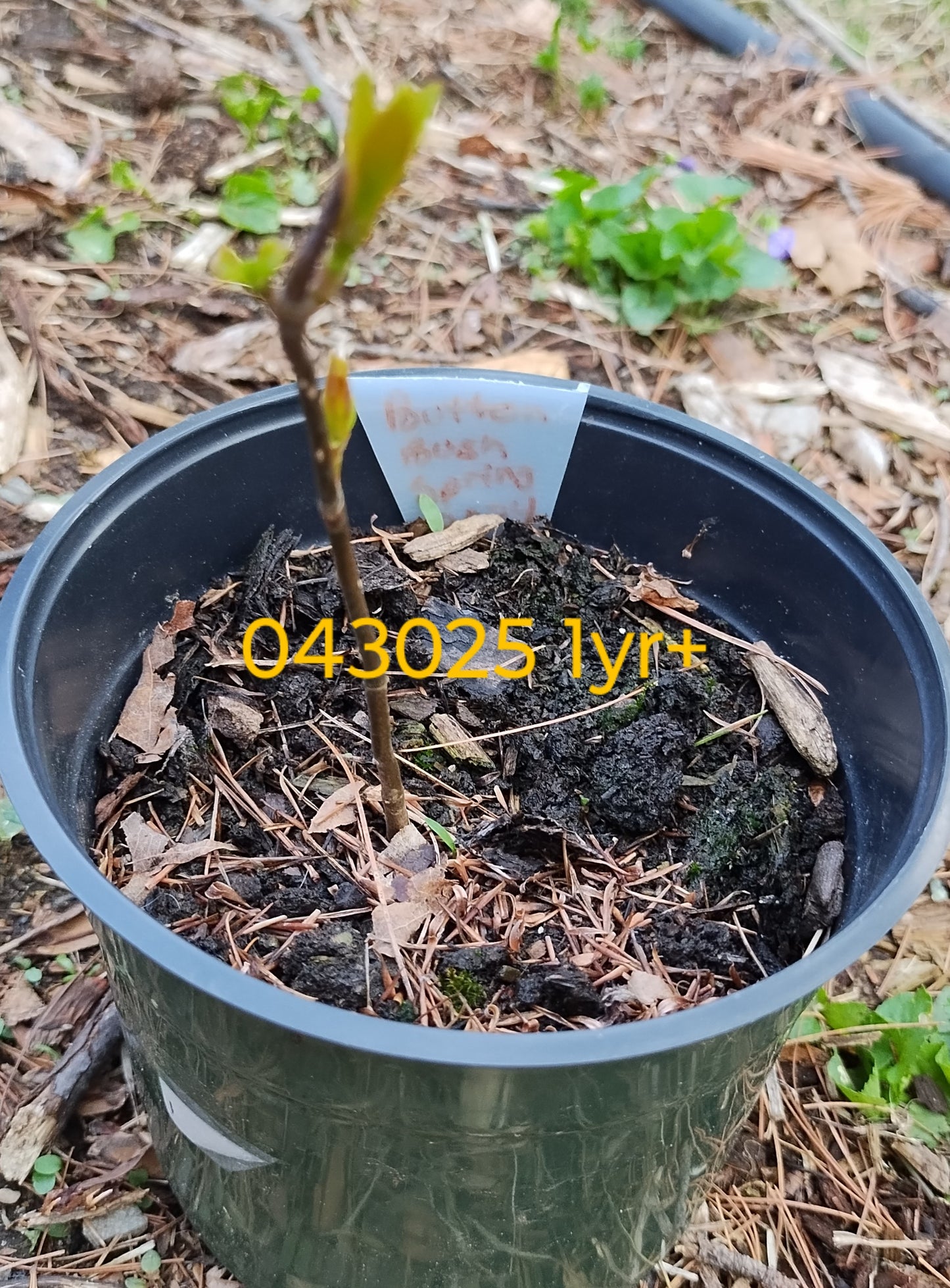 Buttonbush - Cephalanthus occidentalis