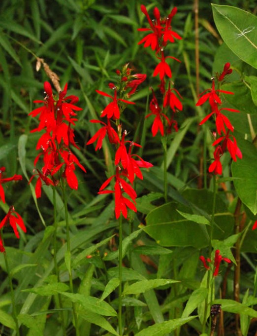 Cardinal Flower / Red lobelia- Lobelia cardinalis (SOLD OUT FOR 2026)
