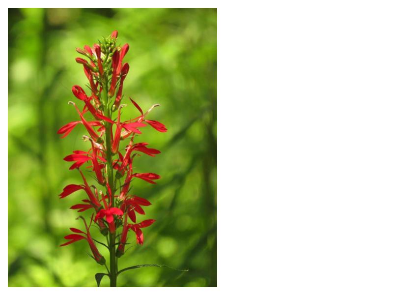 Cardinal Flower / Red lobelia- Lobelia cardinalis