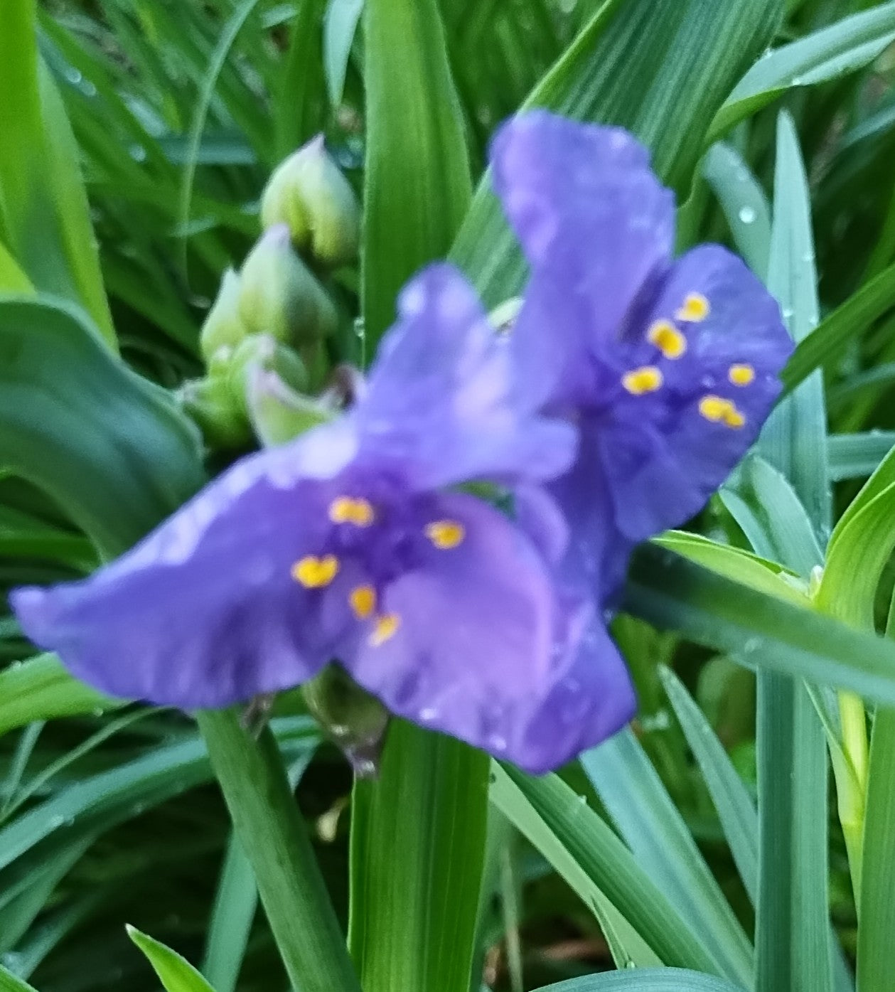 Virginia Spiderwort (Tradescantia virginiana)