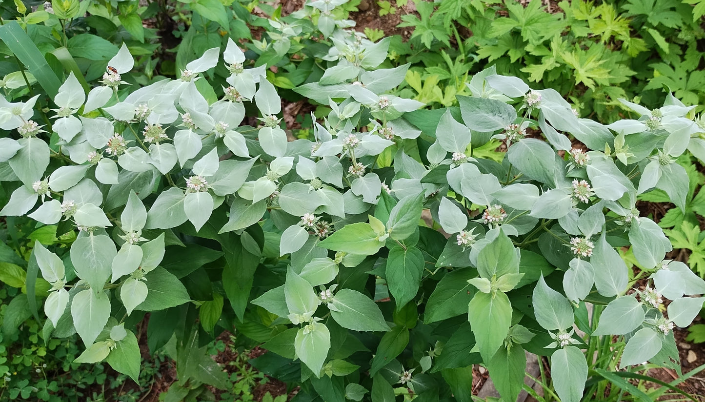Clustered leaf Mountain Mint- Pycnanthemum muticum