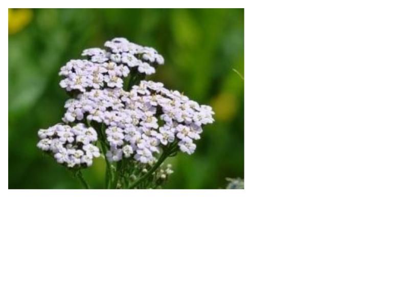 Common Yarrow - Achillea millefolium