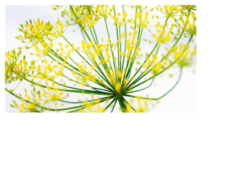 Dill