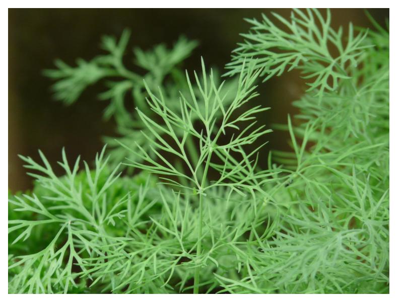 Dill