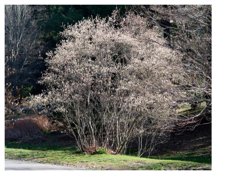 Downy Serviceberry - Amelanchier arborea