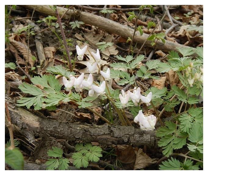 Dutchman's Breeches - Dicentra cucullaria
