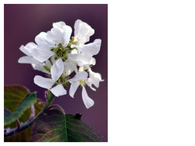 Dwarf Serviceberry (Amelanchier spicata) Fall 2025