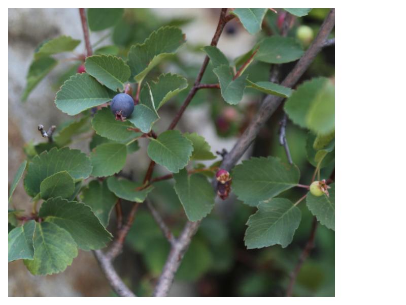 Dwarf Serviceberry (Amelanchier spicata) Fall 2025