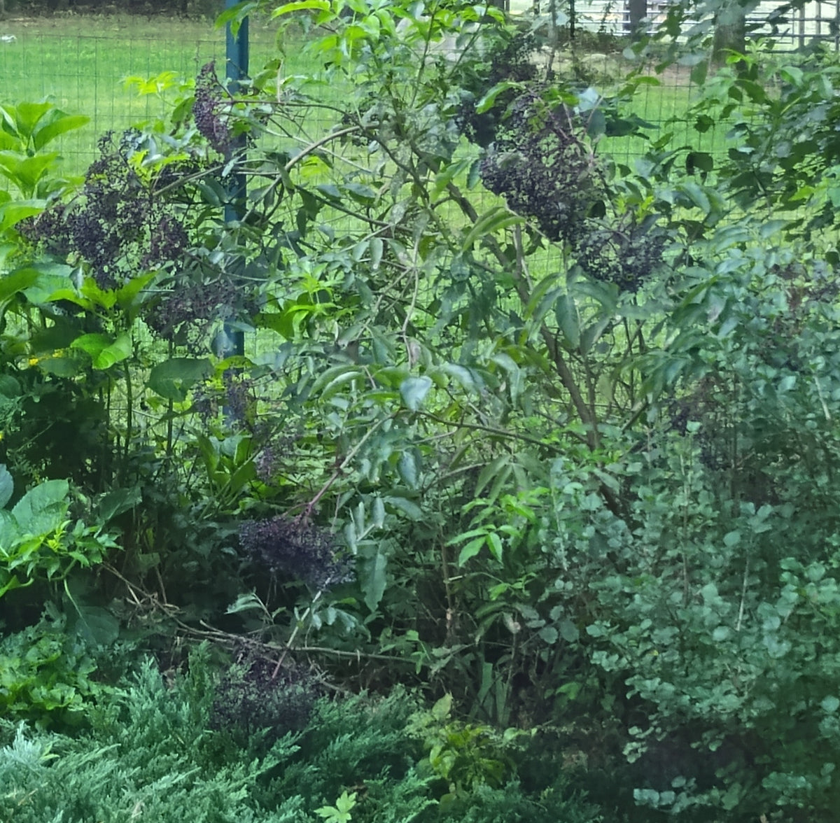 Elderberry-Sambucus canadensis