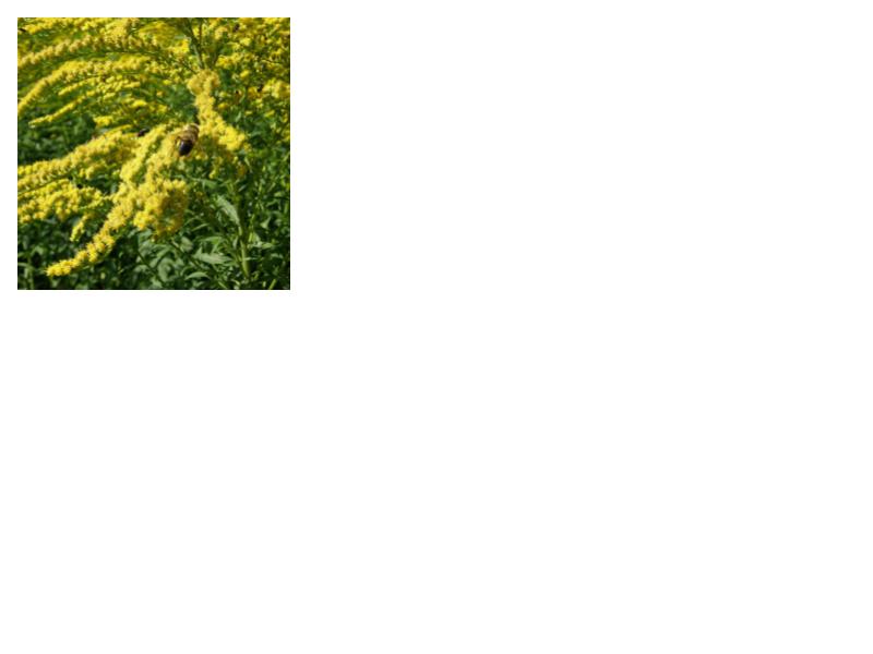 Forest Goldenrod / Atlantic Golden Rod- Solidago arguta (ready mid-late june)