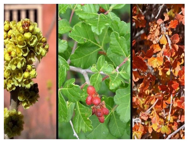 Fragrant Sumac (Rhus aromatica) Fall 2025