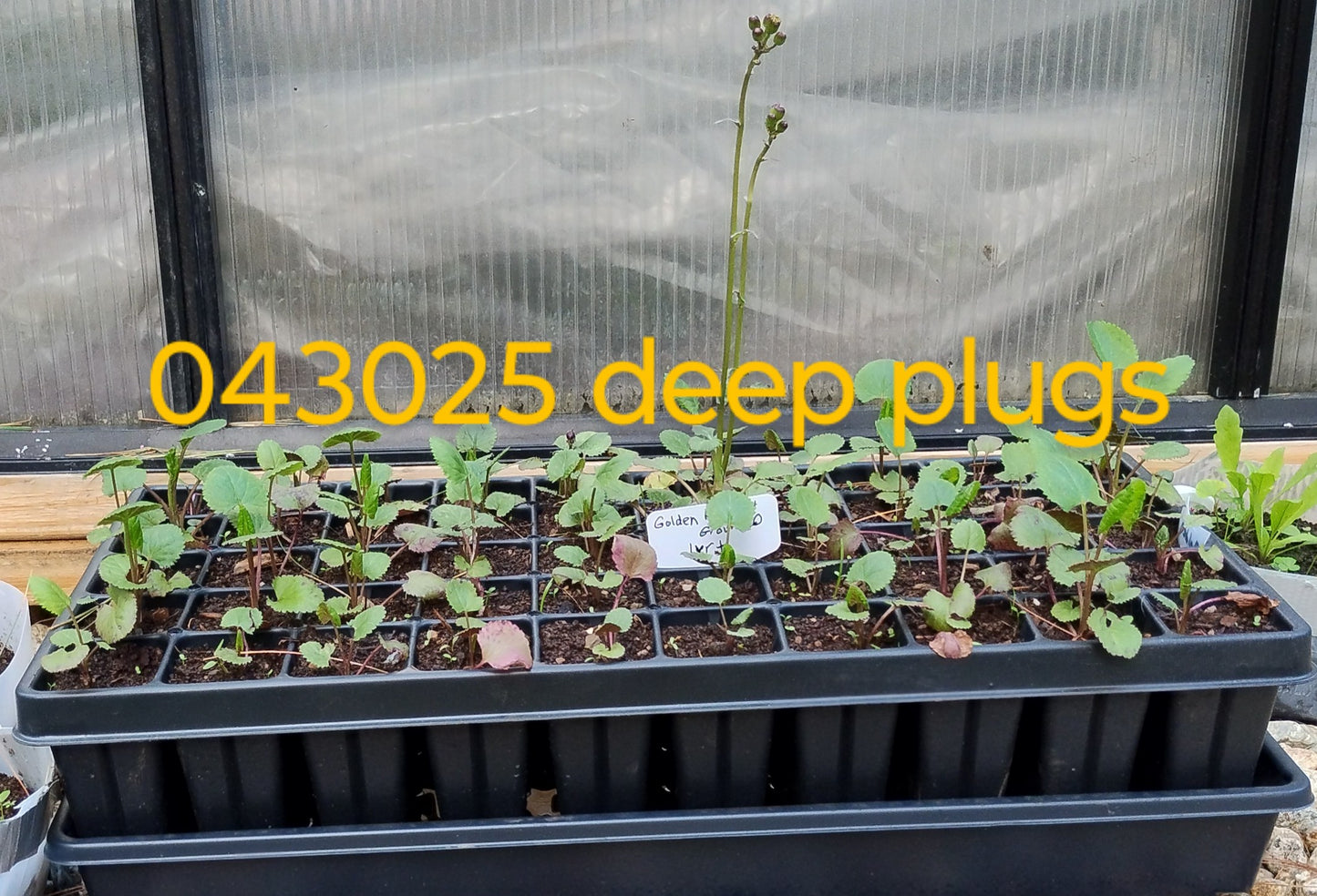 Golden Groundsel- Packera aurea On Sale