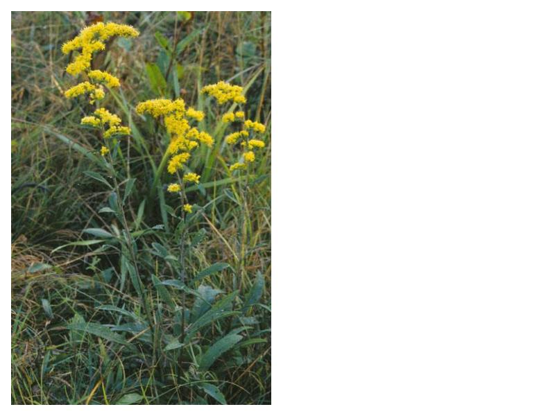 Gray Goldenrod (Solidago nemoralis)