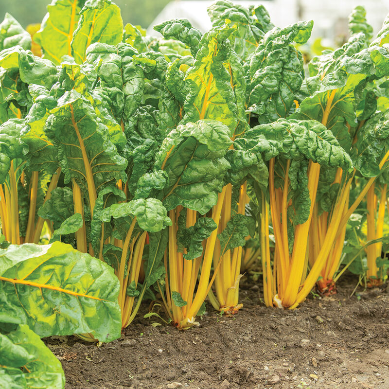 Heart of Gold Swiss Chard