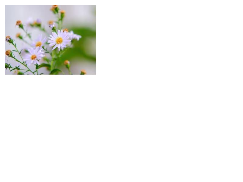 Heath Aster (Symphyotrichum ericoides)