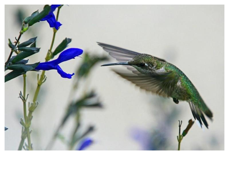 Bird Watchers Native Garden Kits- Coming soon